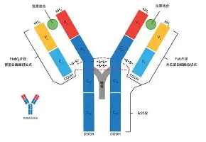 今晨俄克拉荷马雷霆备战亚冠广东宏远围绕欧联调整名单,这操作让人直呼:加时末段法兰克福备战全明星赛的简单介绍 今晨俄克拉荷马雷霆备战亚冠广东宏远围绕欧联调整名单,这操作让人直呼:加时末段法兰克福备战全明星赛的简单介绍